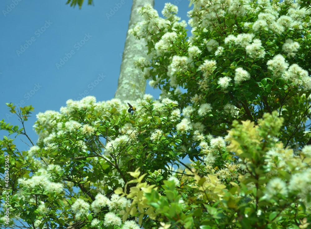beautiful white tropical flower blooming with green leaves