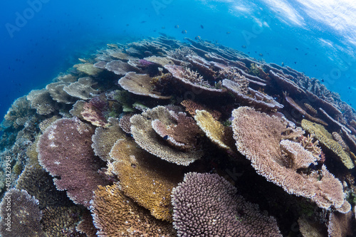 World class pristine healthy hard coral reef 