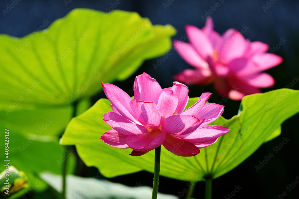 beautiful lbeautiful lotus flower close upotus flower close up