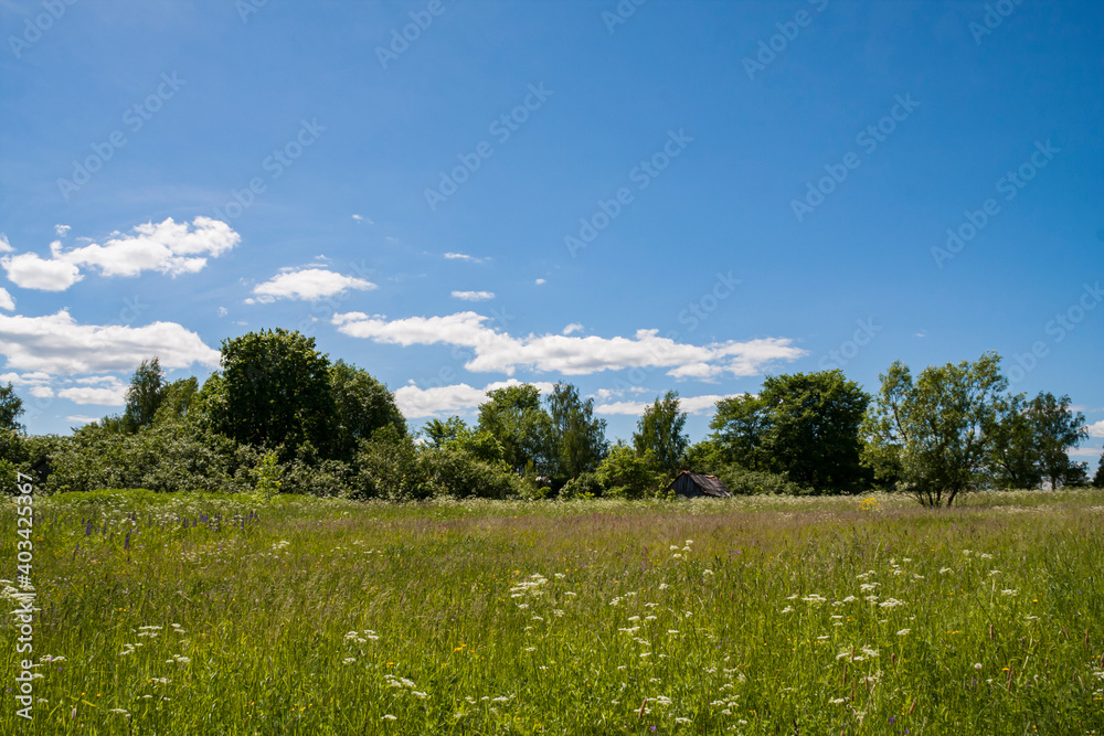 Obraz premium Edge between field and forest