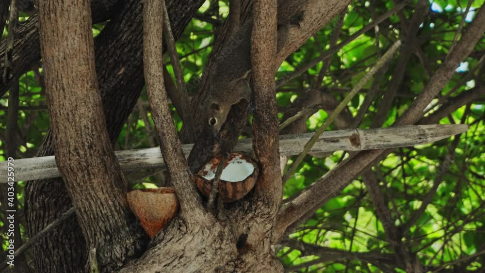 fluffy chipmunk sits on a tree branch and eats coconut fluffy chipmunk sits on a tree branch and eats coconut