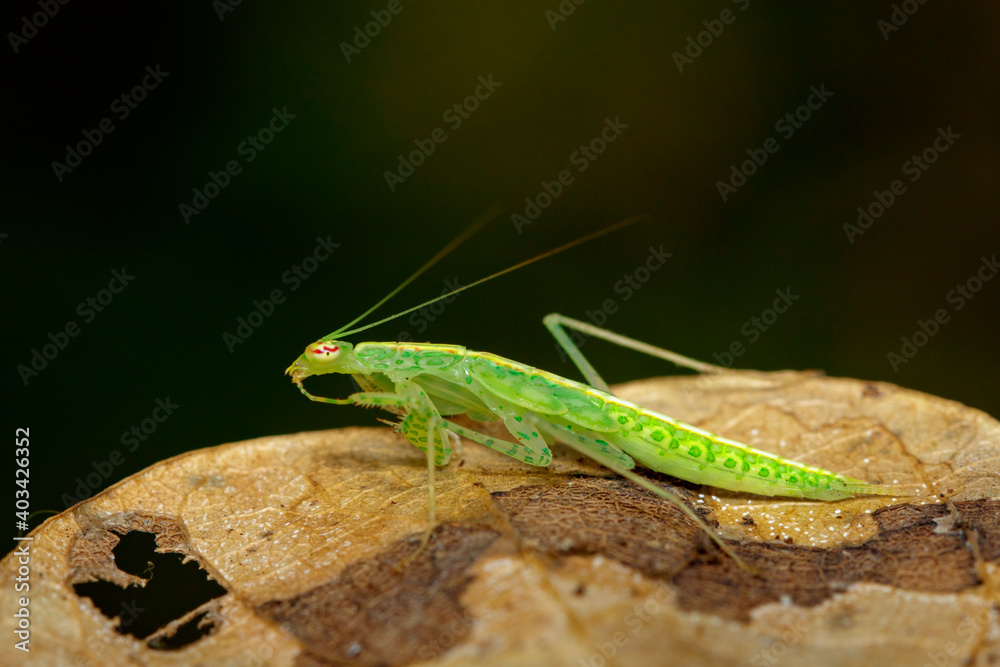 Image of green mantis(Hierodula patellifera) on leaves. Insect, Animal. Image of green mantis(Hierodula patellifera) on leaves. Insect, Animal.