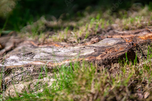 tree roots with grass around