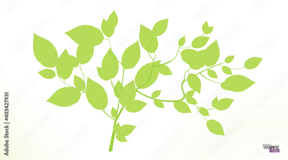 Sprig or twig, spring green foliage of the tree. Green tea ramule. Cherry, birch. Small branch with bright greeny leaves. Fresh nature flat icon. Vector illustration Sprig or twig, spring green foliage of the tree. Green tea ramule. Cherry, birch. Small branch with bright greeny leaves. Fresh nature flat icon. Vector illustration