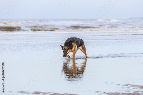 Beautiful attentive German Shepherd female walks through the shallow water with droplets splashing around her legs with low-handed head and scrutinizing eyes against background with rolling foam surf