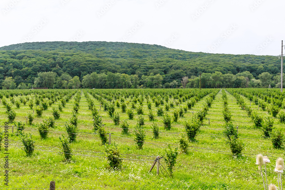 Cultivations hazelnuts. Field with hazelnut bushes. Drip irrigation for planting hazelnuts.