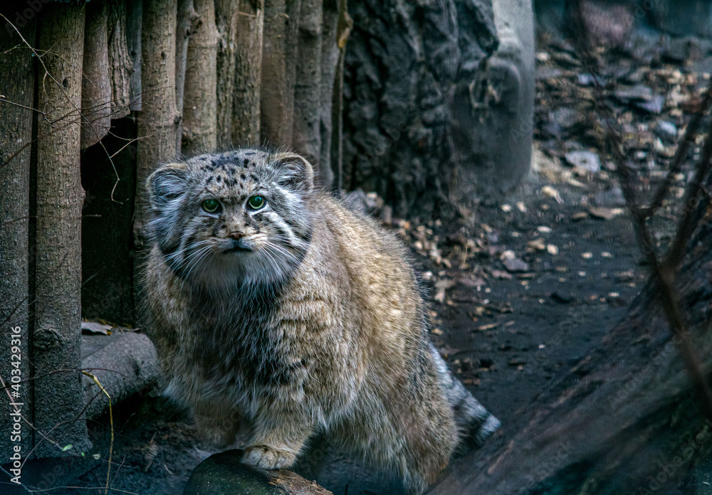 Fototapeta premium manul