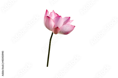 lotus flower black and white isolated on white background