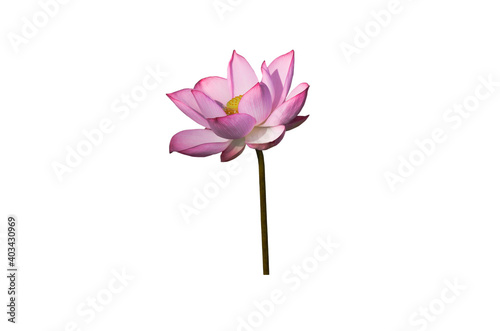 Lotus flower isolated on white background with Clipping Paths. © Nisathon Studio