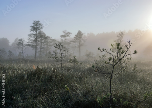 misty mire landscape with swamp pines and traditional mire vegetation, fuzzy background, fog in bog, twilight