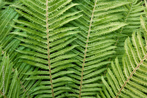 Floral background. Bright green fern foliage close-up. Image for lifestyle blog  poster  social media or interior. Horizontal. Concept beauty of nature. Side view