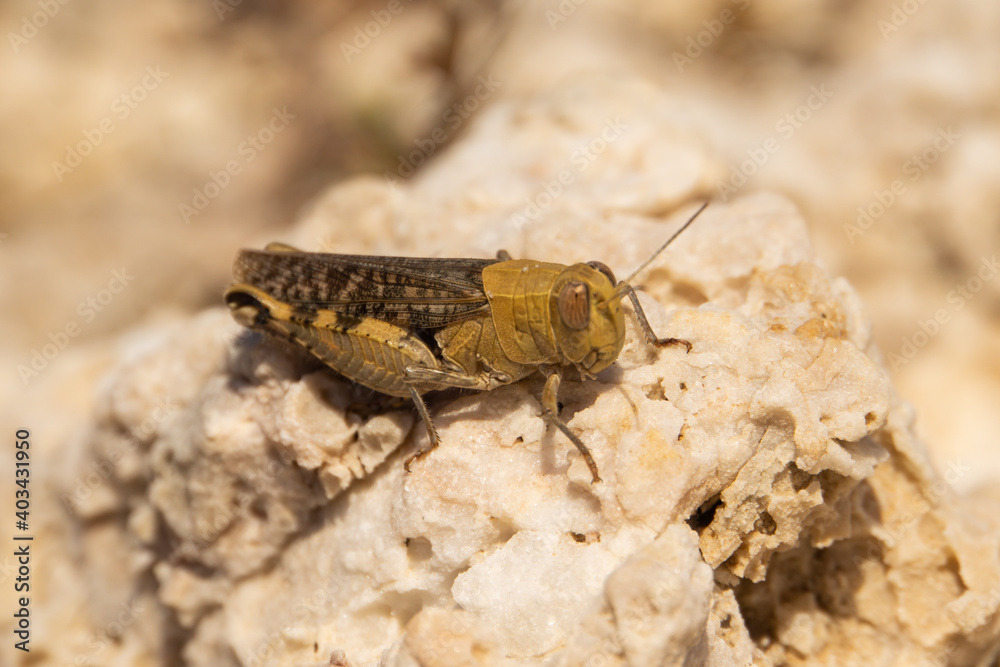 close up of a grasshopper close up of a grasshopper
