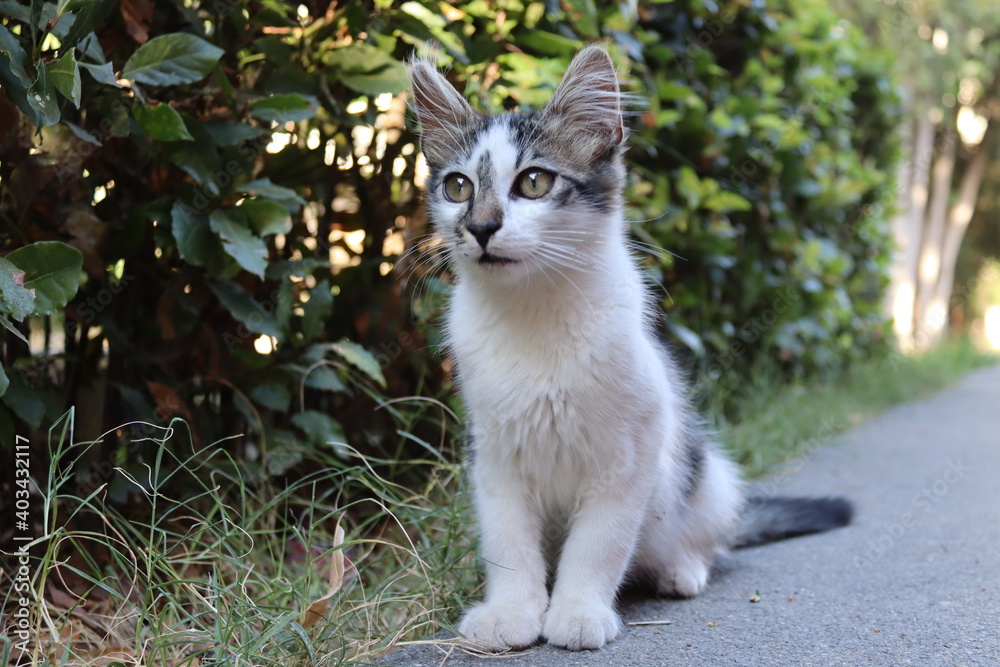 Fototapeta premium cat on the fence