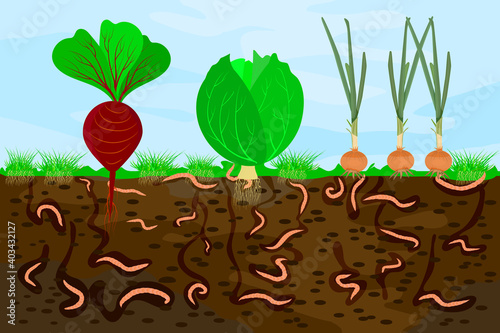 Ground cutaway with earthworms and vegetable. Earthworms in garden soil. Air and water passage in the soil created by earthworms. Plant vegetable fresh in compost food layer of soil with worm. Vector