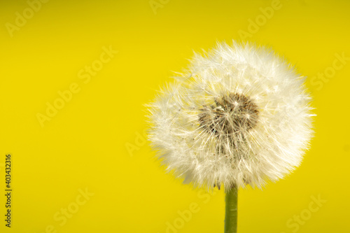 dandelion