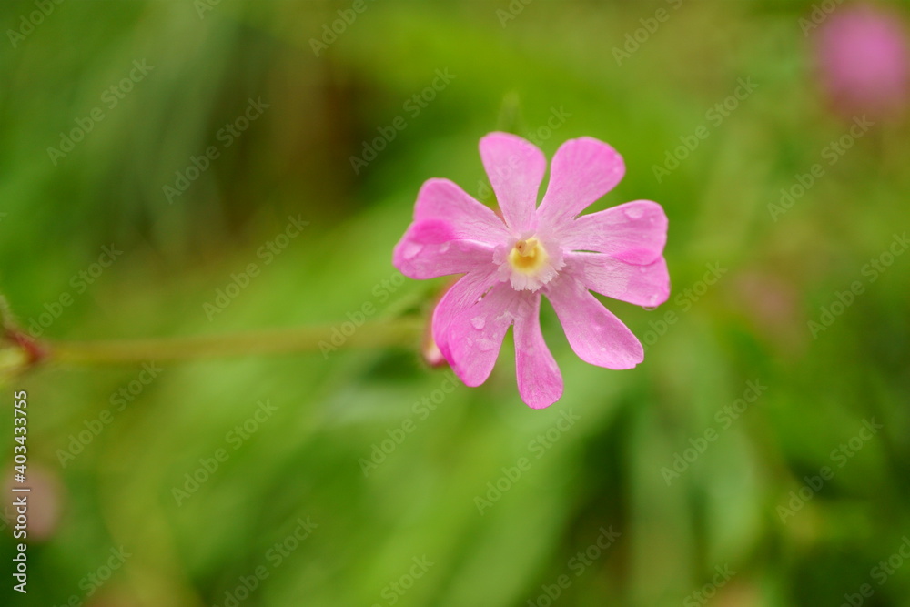 Macro photography of pink wet wild flower (silene dioica) with copy space
