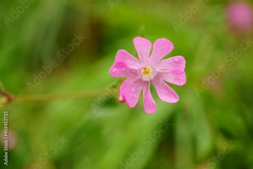 Macro photography of pink wet wild flower (silene dioica) with copy space 