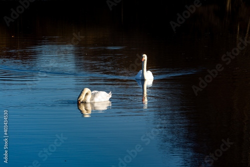Fototapeta Naklejka Na Ścianę i Meble -  balade des cygnes 
