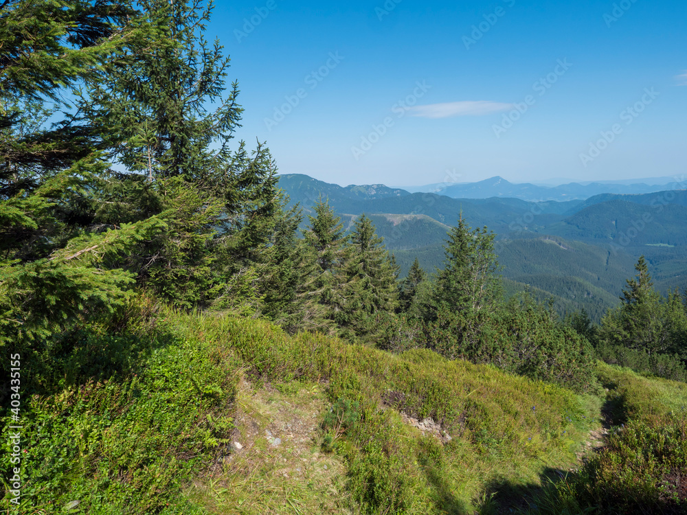 spruce tree forest, scrub pine and mountain meadow with view of blue green hills of Low Tatras mountains ridge. Summer landscape