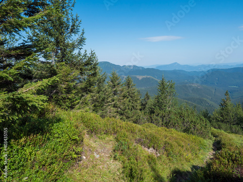 spruce tree forest  scrub pine and mountain meadow with view of blue green hills of Low Tatras mountains ridge. Summer landscape