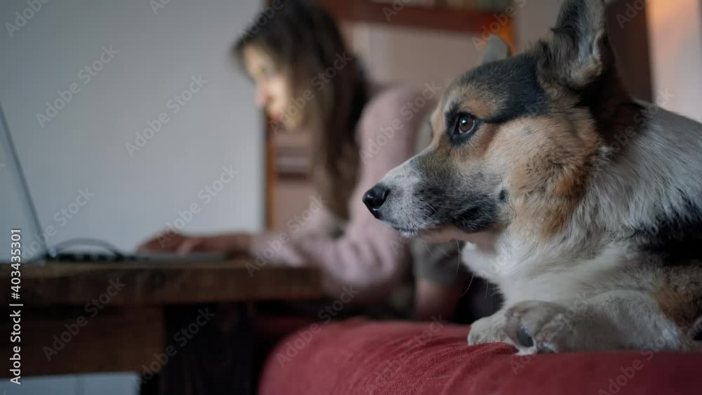 bored welsh corgi dog lies on the couch next to the owner, who works at the laptop and is busy. Domestic life with pets, work at home bored welsh corgi dog lies on the couch next to the owner, who works at the laptop and is busy. Domestic life with pets, work at home