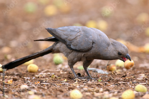 Photography The grey go-away-bird (Corythaixoides concolor), or grey lourie feed on the earth marula fruit