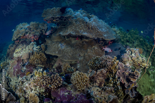 Diverse biodiversity and many species of coral on healthy coral reef 