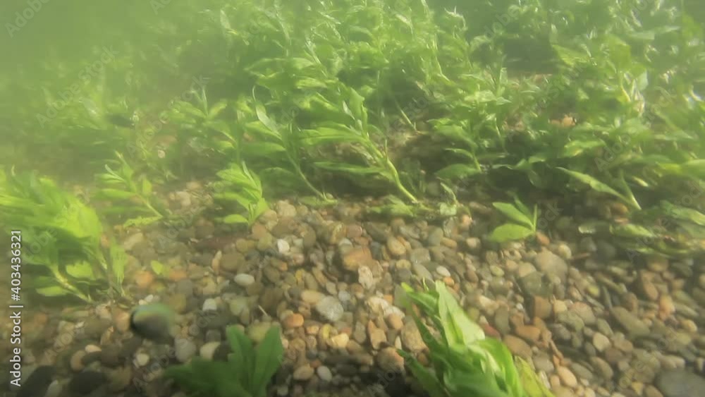 Underwater view of the gravel riverbed on the Drava River in Croatia Underwater view of the gravel riverbed on the Drava River in Croatia