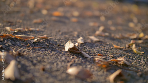 Bright, colorful, autumn leaves - Leaf lit by sun on asphalt - Fall colorful background - Close up