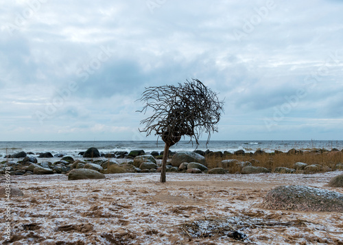 landscape with sea shore and lonely tree  tree with roots at the top  rocks in water and sand  December  Vidzeme rocky seashore  Latvia