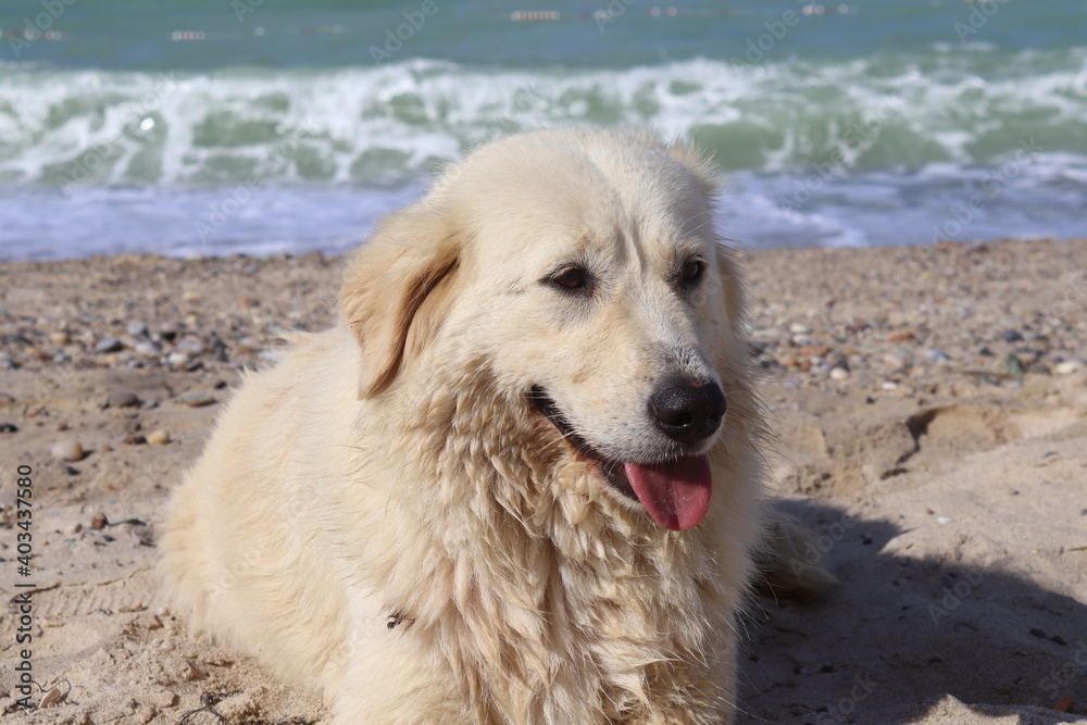 dog on the beach