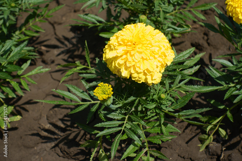 Single yellow flower head and a bud of Tagetes erecta in June