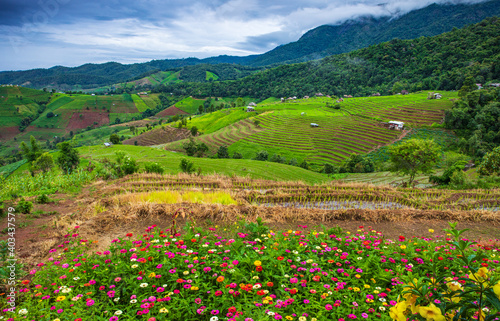 Beautiful rice field in the countryside of northern Thailand.