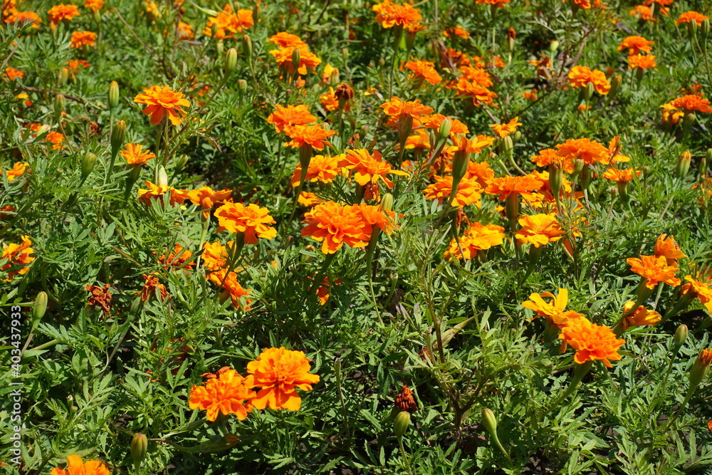Brilliant orange flower heads of Tagetes patula in July