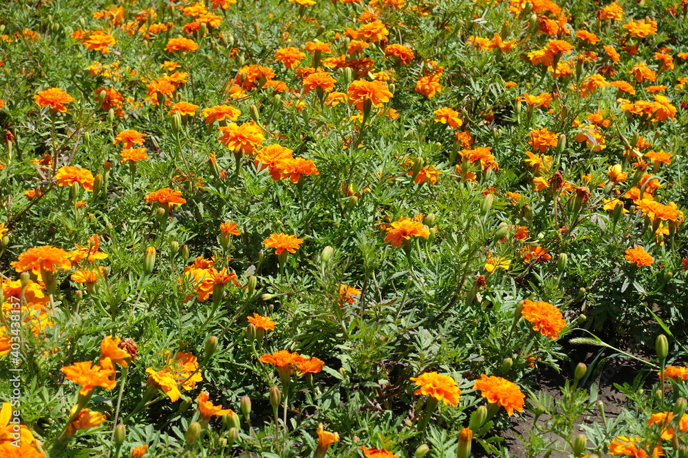 Capitula of bright orange Tagetes patula in July