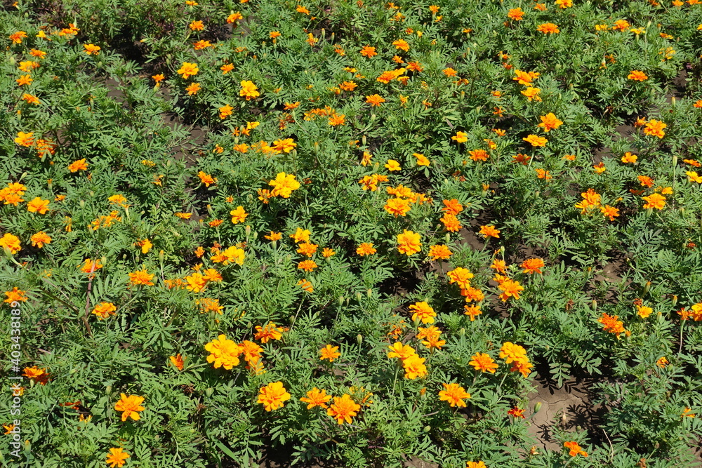 Common orange marigolds in bloom in June