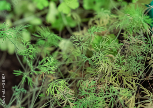 Dill greens, spring home greens, soft selective focus