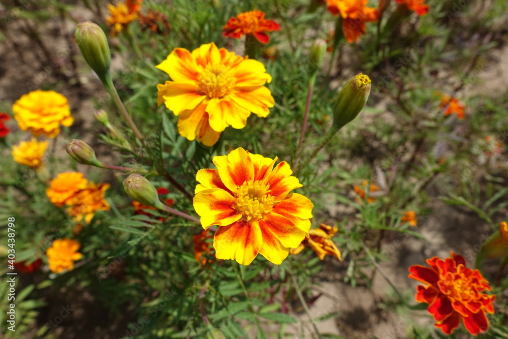 Brightly colored yellow and red flower heads of Tagetes patula in July Brightly colored yellow and red flower heads of Tagetes patula in July