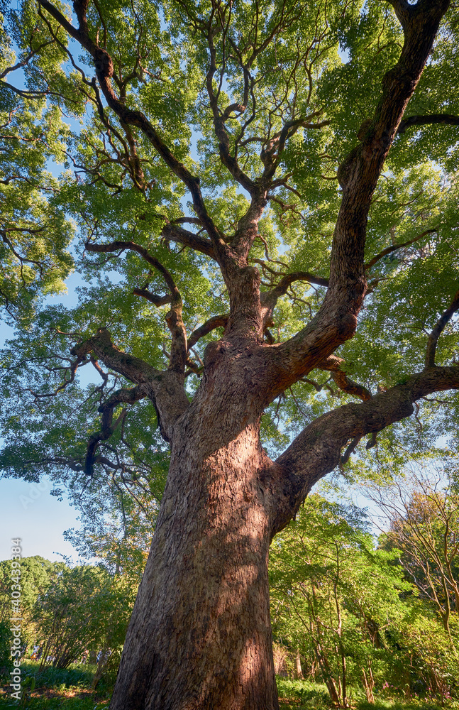 Fototapeta premium Cinnamomum camphora tree in the Imperial Palace garden. Tokyo. Japan