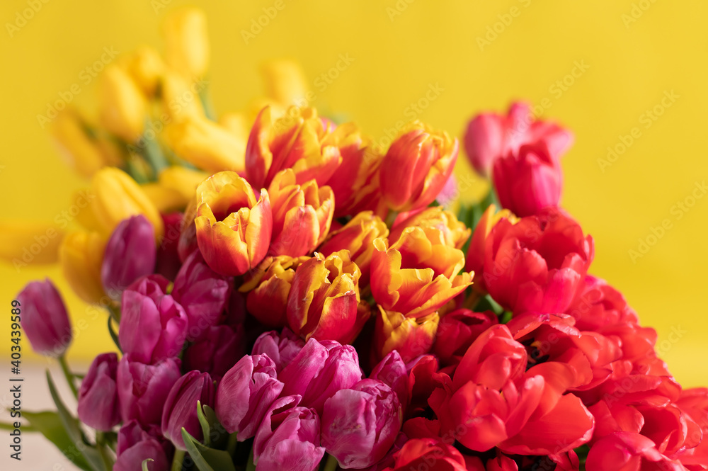 An armful of multi-colored tulips on a yellow background. A large bouquet for a woman on March 8. International Women's Day An armful of multi-colored tulips on a yellow background. A large bouquet for a woman on March 8. International Women's Day