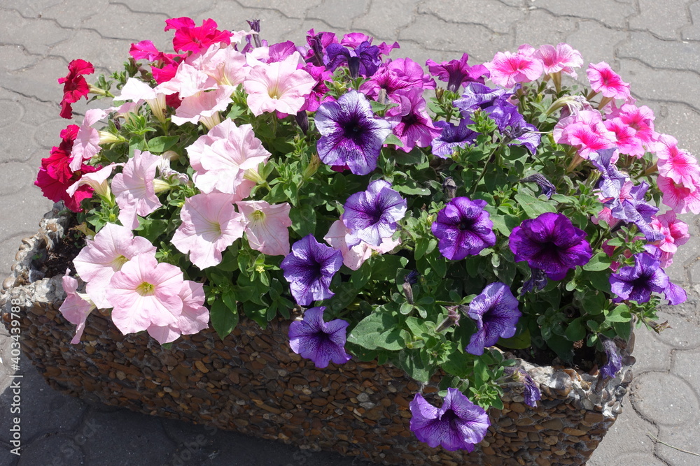 Multicolored flowers of petunias in late spring Multicolored flowers of petunias in late spring