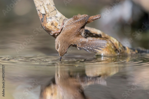 The acrobatic Eurasian wren drinks in the river (Troglodytes troglodytes)
