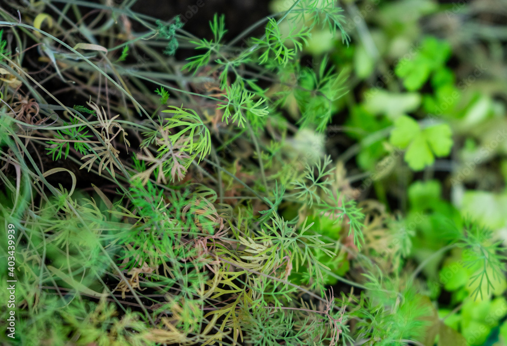 Dill greens, spring home greens, soft selective focus. the garden on the windowsill Dill greens, spring home greens, soft selective focus. the garden on the windowsill