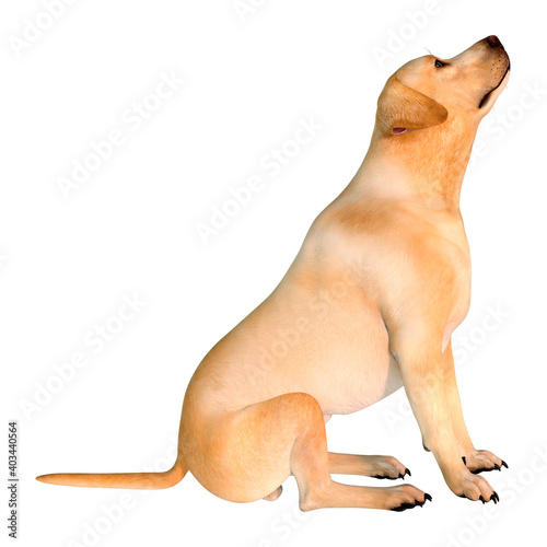 3D Rendering Labrador Dog on White