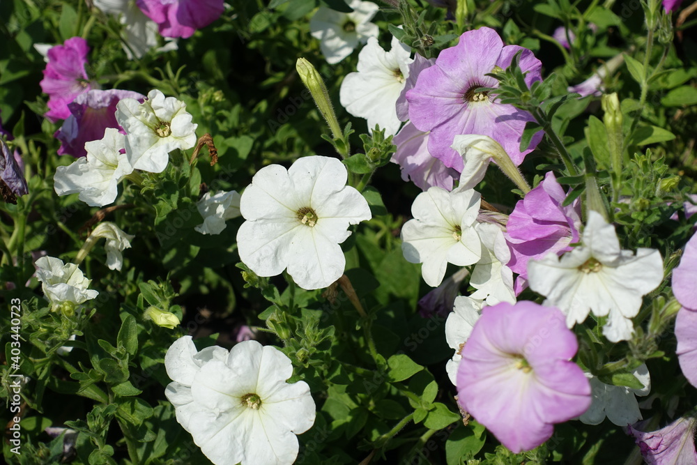 White and light pink flowers of petunias in mid August White and light pink flowers of petunias in mid August