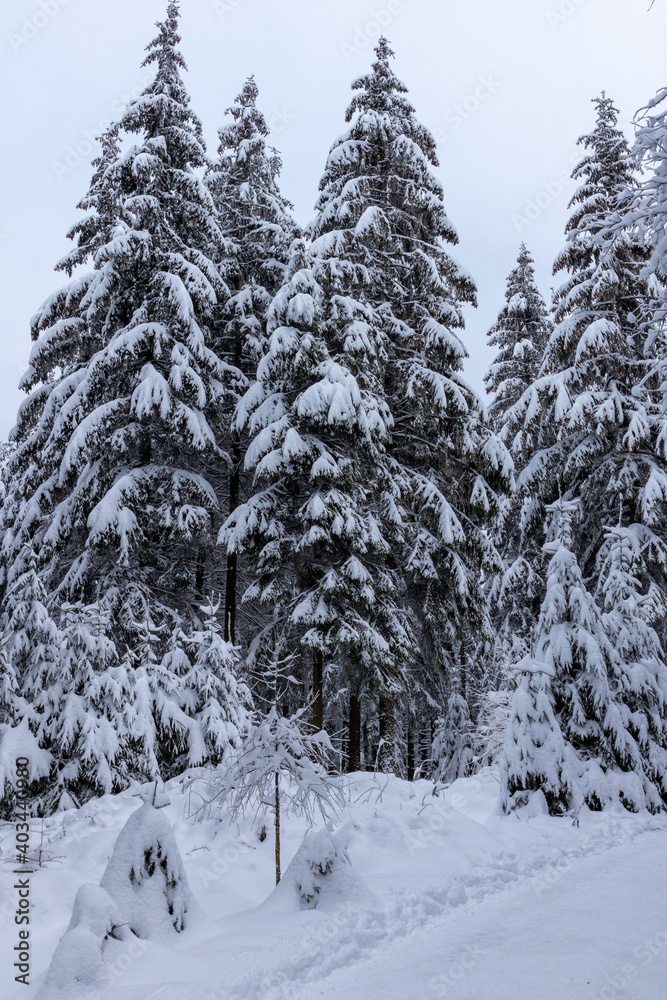 Tannen, Fichten mit Schnee bedeckter Landschaft