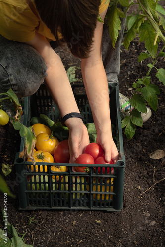 Young farmer picks fresh tomatoes at the plantation. The basket contains red and yellow tomatoes, green cucumbers. Shop Local photo