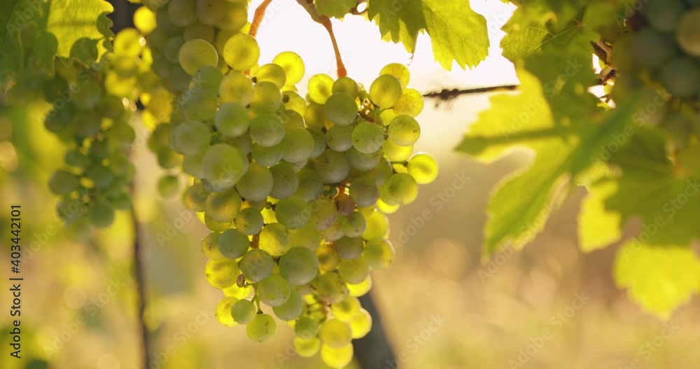Yellow grapes in the sunlight hanging in the vineyard Yellow grapes in the sunlight hanging in the vineyard