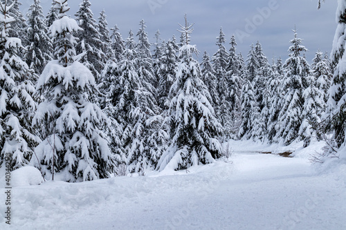 Tannen, Fichten mit Schnee bedeckter Landschaft