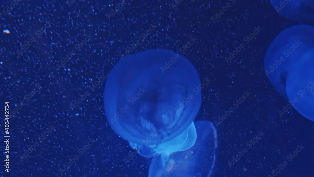 海月の大群